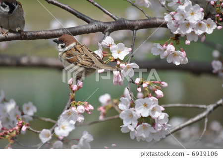 櫻花上的麻雀 6919106