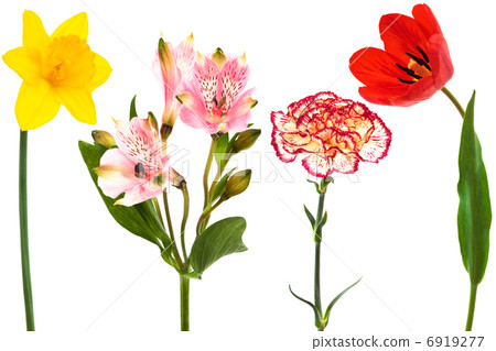 fresh flowers fresh flowers 6919277