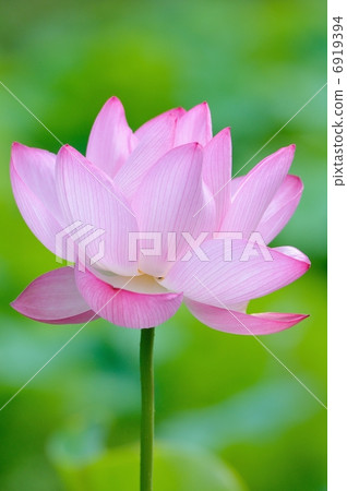 蓮花 蓮花 6919394
