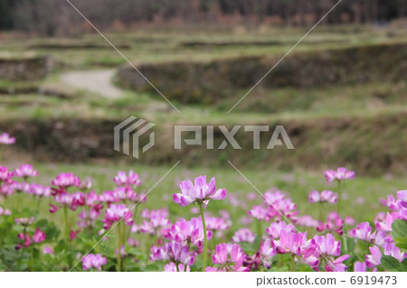 Renge grass and rice terraces 6919473