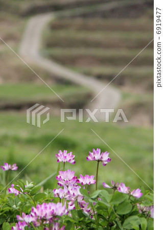 Renge草和水稻梯田 6919477