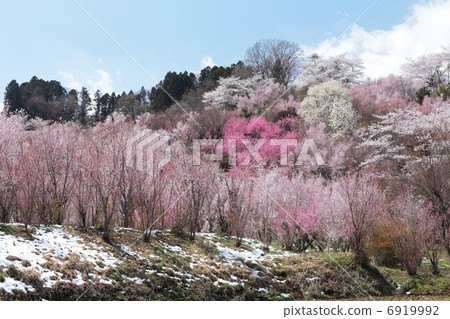 Hanamiyama Hanamiyama 6919992