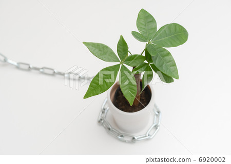 Chains and ornamental plants Chains and ornamental plants 6920002