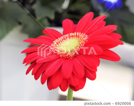 紅色非洲菊花卉 紅色非洲菊花卉 6920008