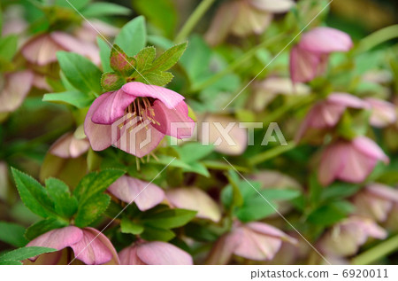 植物·聖誕節玫瑰毛茛家庭 6920011
