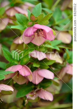 Plant · Christmas rose Buttercup family Plant · Christmas rose Buttercup family 6920012