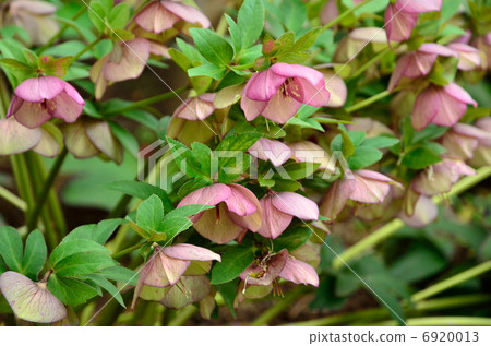 Plant · Christmas rose Buttercup family Plant · Christmas rose Buttercup family 6920013