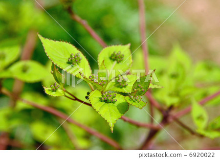Tree · Hanaikada Diplomaceae Tree · Hanaikada Diplomaceae 6920022