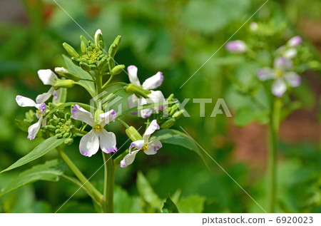 Plants / radish brassicae Plants / radish brassicae 6920023