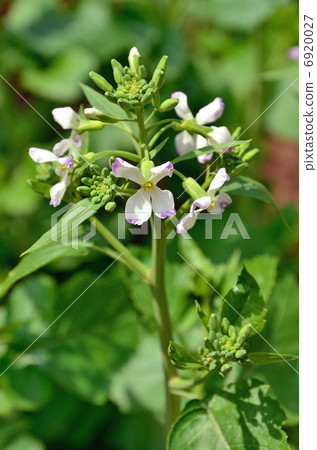 Plants / radish brassicae 6920027