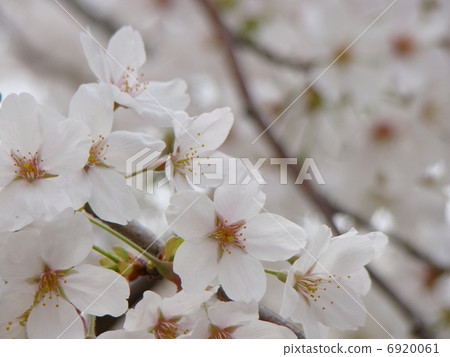 Yoshino cherry tree 6920061