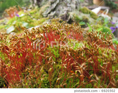 Moss Shuffle 6920302