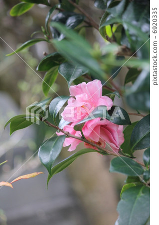red camellia flower 6920335