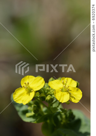 強姦開花 強姦開花 6920374