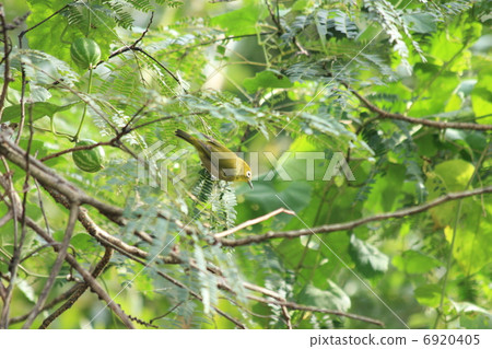 White-eye 6920405