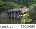楓樹的花園 6920469