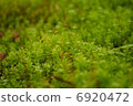 雨後的苔蘚 6920472