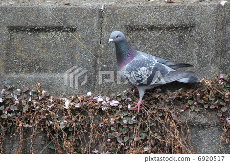 鴿子 6920517