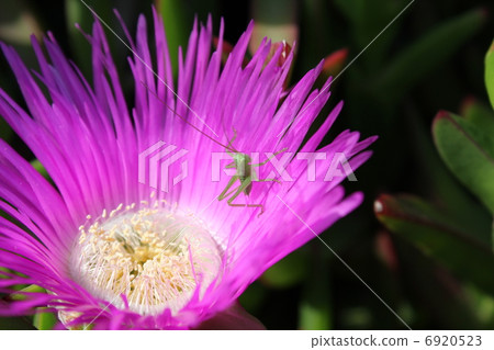 蚱蜢的嬰兒和松針 6920523