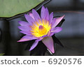 Lotus flower  6920576