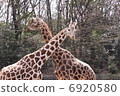 Giraffe X 6920580