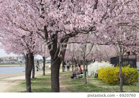 Spring full bloom Spring full bloom 6920760