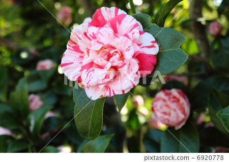 茶花 茶花 6920778