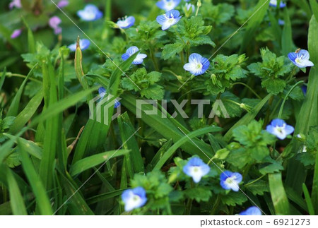 Flower of the spring field · A flower like a star in the sky is put on · · · · · Horizontal position 6921273