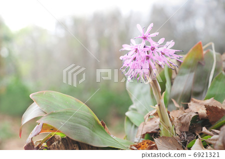 Shojo Bakama 6921321