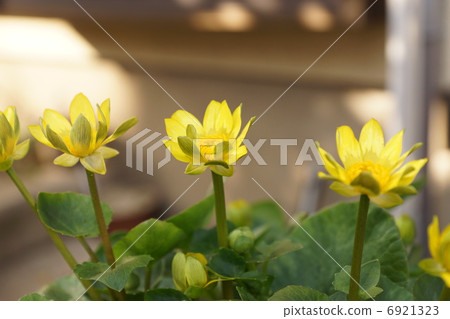 幸福的花朵·一朵金色的花（一朵日曆花）被放在莖上迅速上升·龍金卡·水平位置 6921323