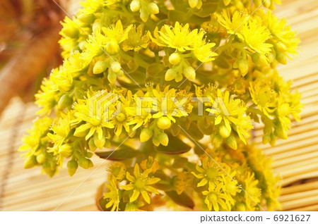 Sansimon(Clovefish) Sansimon(Clovefish) 6921627