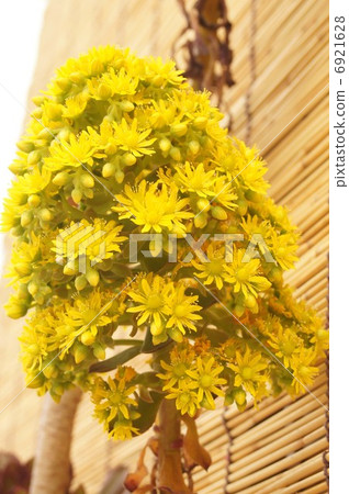 Sansimon (Clovefish) 6921628