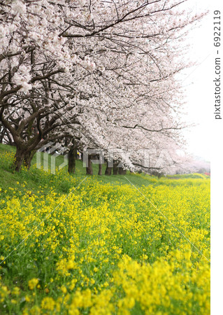 Cherry blossoms and rape blossoms 6922119