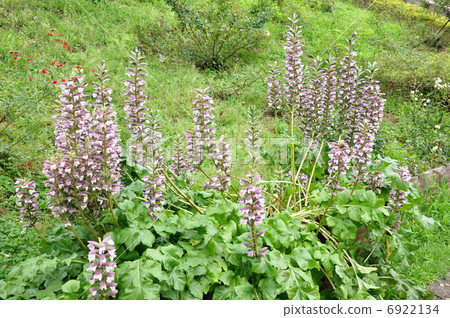 Acanthus 6922134