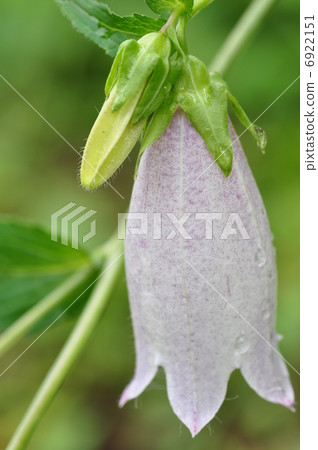 Firefly brush 6922151