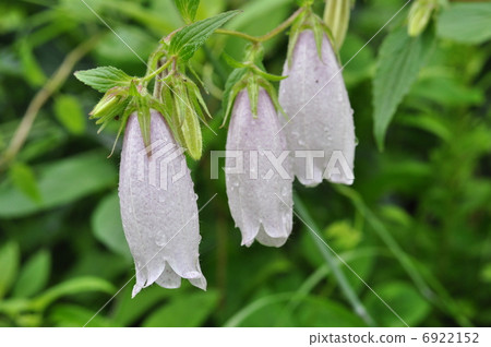 Firefly brush 6922152