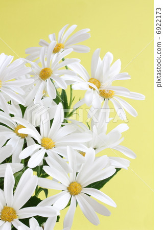 Cineraria Cineraria 6922173