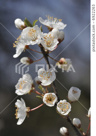  Plum flowers 6922263