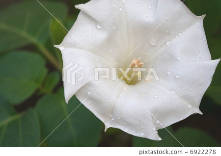 Chosun morning glory 2 6922278