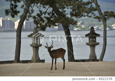 嚴島神社的鹿 6922376