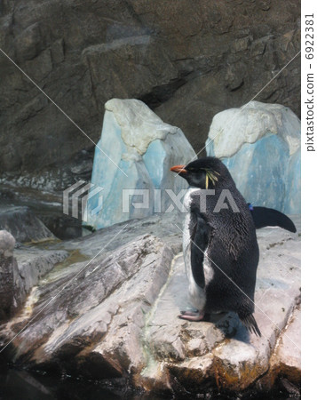 Iwatobi企鵝 6922381