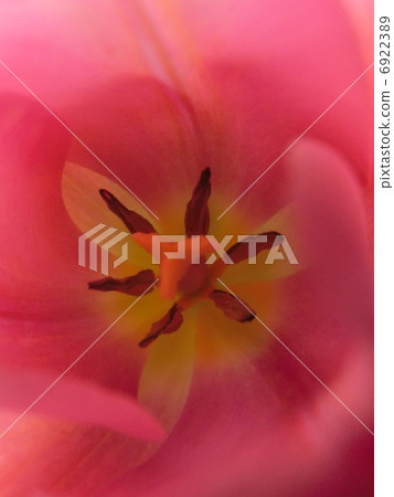 Tulips 6922389