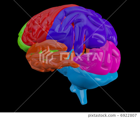 Brain with highlighted sections 6922807