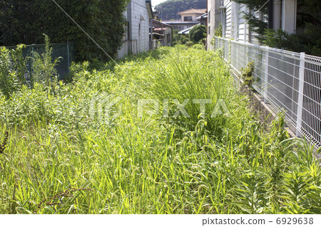 一片雜草叢生的空地 6929638