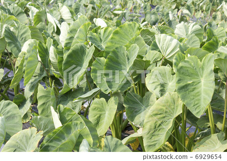 Potato leaf of field Potato leaf of field 6929654