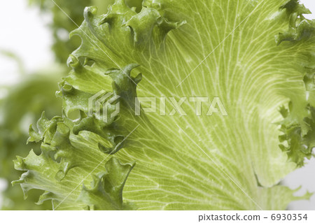 Lettuce cultivated in a clean room 6930354