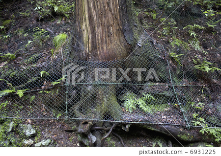 A large root of old trees in Minoh National Monumental Park A large root of old trees in Minoh National Monumental Park 6931225