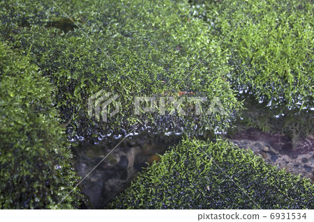 Water moss in the forest 6931534