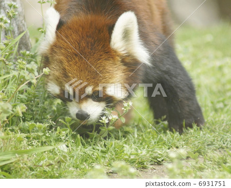 Retsha Panda 6931751