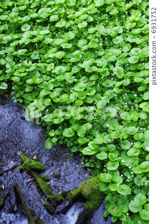 Spring wasabi field 6931752